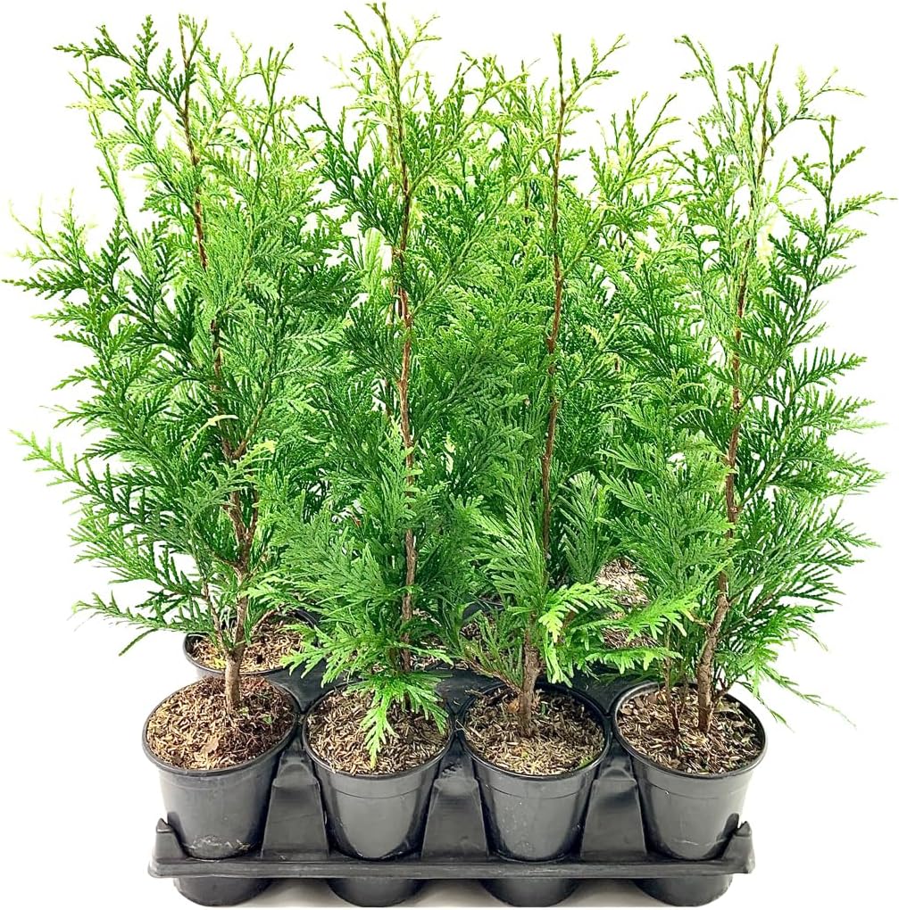 Thuja Arborvitae Green Giant - 10 Live Quart Size Plants - Evergreen Privacy Trees