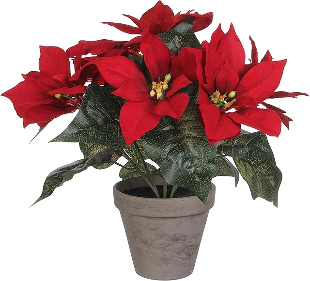 Poinsettia Red in Pot Stan Grey Diameter 13.5 cm - Height 30 x Diameter 33 cm