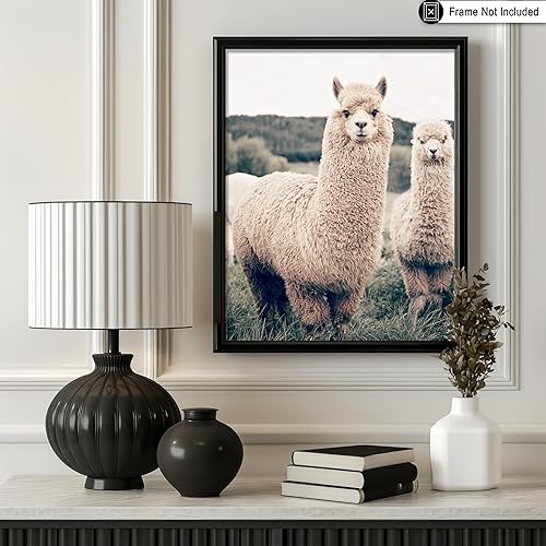 Vista 3 de Poster Master Póster de alpaca – Impresión de alpacas en pastizales – Arte de fotografía – Regalo para hombres, mujeres y amantes de los animales