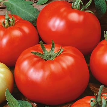 Mountain Valley Seed Co Brandywine Red Tomato Potato Leaf Seeds 250 Mg 105 | Seeds - Heirloom - Non-GMO - High Yield - Rich, Classic Flavor - Great for Gardens & Containers - Open-Pollinated & Easy to