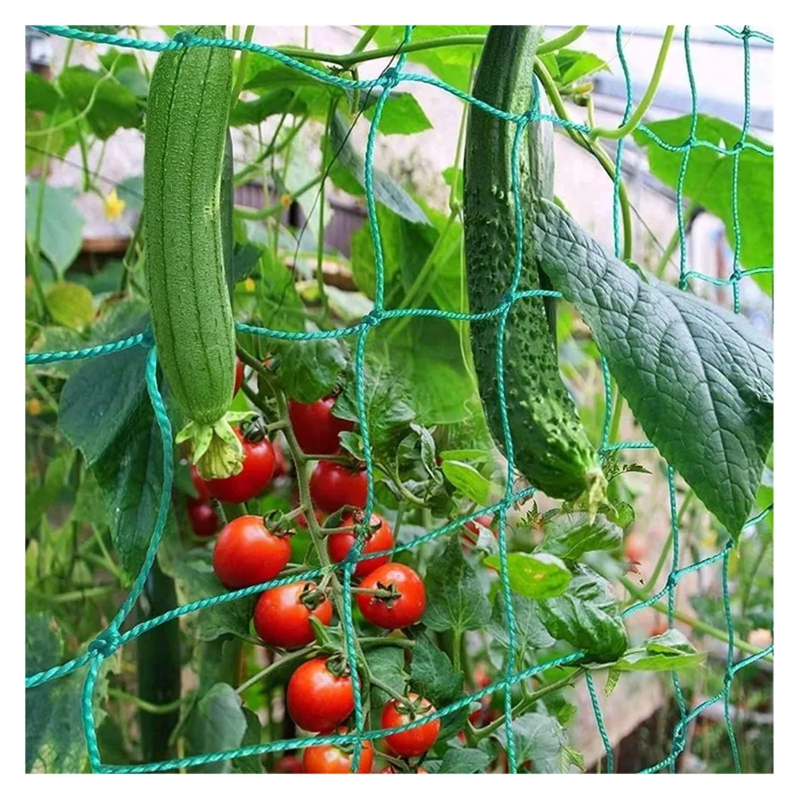 Rete Protettiva in Plastica 5/1 pz verdura frutta fiori piante rampicanti rete spessa in nylon resistente for cetrioli pomodoro uva accessori for la casa giardino(Grenn-1.8x1.8m,5PCS)