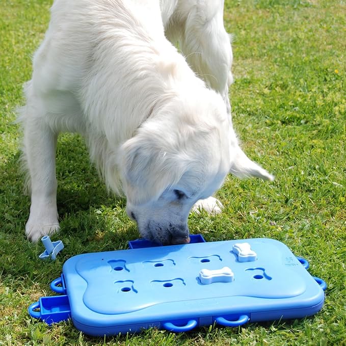 dog casino interactive game