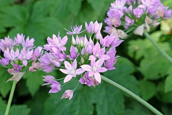 Lincolnshire Pond Plants Ltd - Allium Eros Plant Bulb x5 - 2