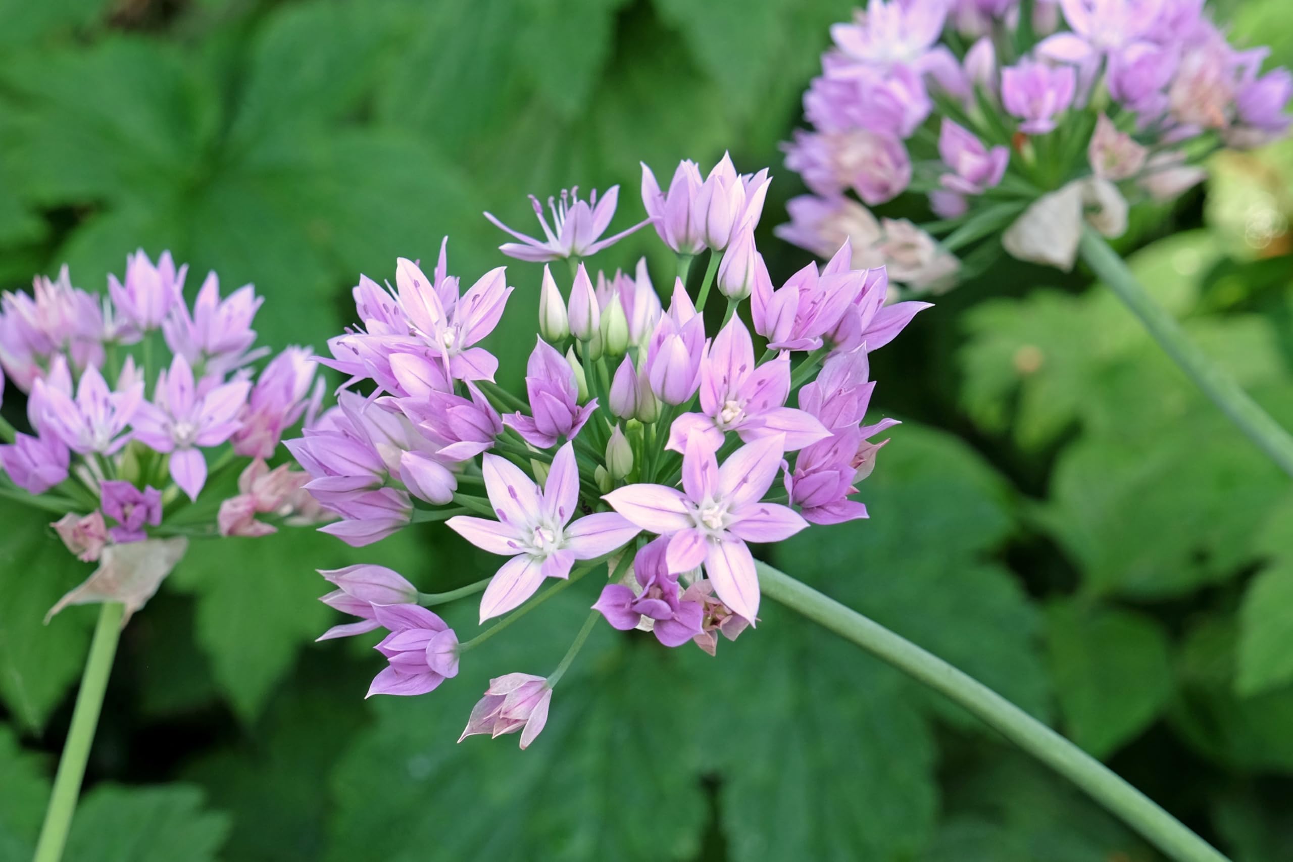 Lincolnshire Pond Plants Ltd - Allium Eros Plant Bulb x5 — view 2