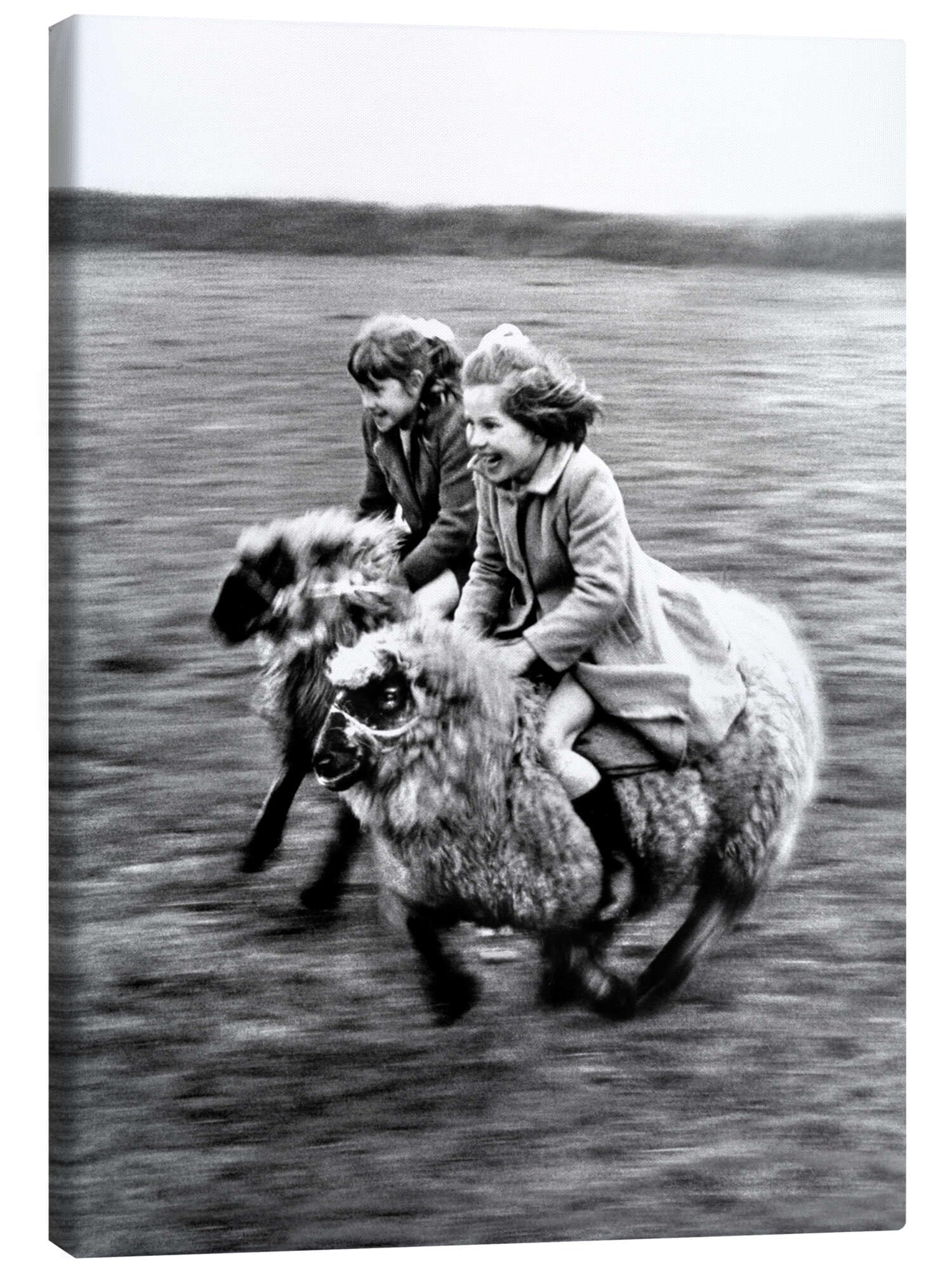 Racing on Sheep Obraz na płótnie