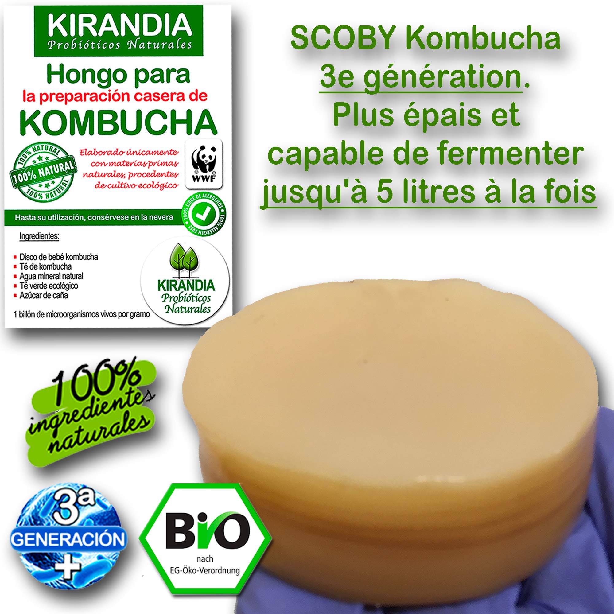 Baby KOMBUCHA FRESCO, SCOBY KOMBUCHA - Con Registro Sanitario (RGSEAA) - Crea il Tuo Tè Biologico Kombucha a Casa