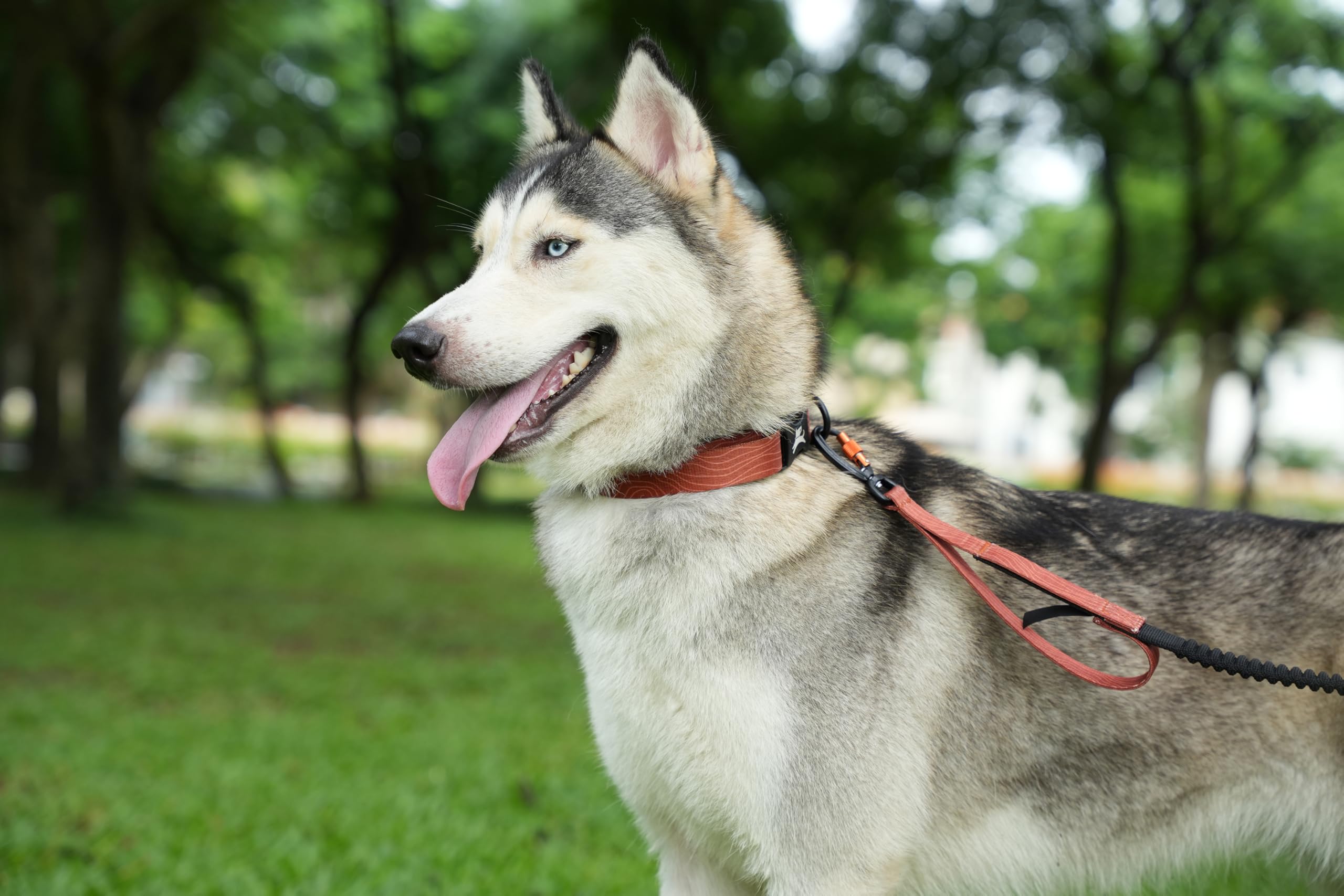 OllyDog Flagstaff Verstellbare Federleine, Stoßdämpfend, Bungee-Hundeleine mit Karabiner, Hand- oder Taillenleine, praktisch zum Laufen, Radfahren und Wandern (Tonholzmaserung)