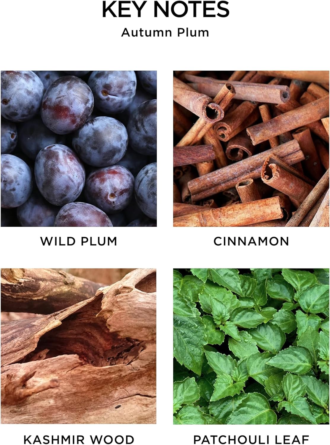 NEST New York Reed Diffuser, Autumn Plum - 5.9 fl oz - Fragrance for Up to 90 Days - Reusable, Refillable Glass Holder - Includes 8 All-Natural Reed Sticks - Flame Free image 4 of 5 B098ZSG12V