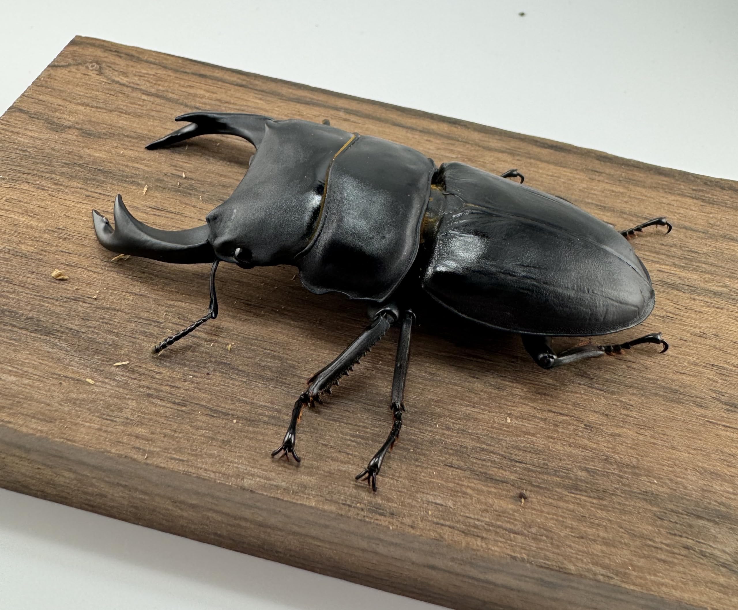 マツノ久留米 オオクワガタ 81mmペア