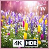 春の牧草地 - 庭の新鮮な野生の花畑