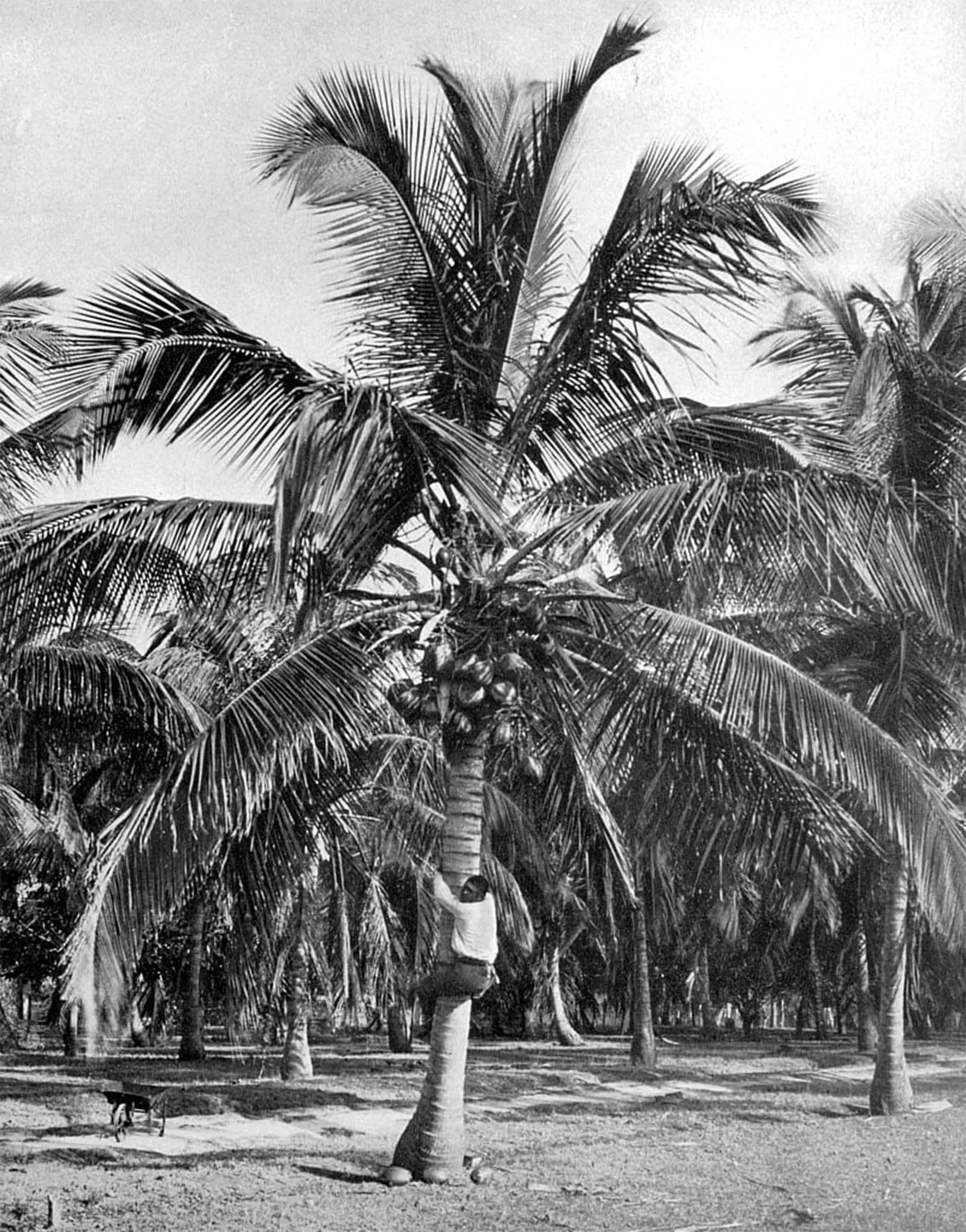 POSTERIIk Famous Modern Artwork Art Mural Picking Coconuts by Adolphe Duperly and Son Oil Paintings Pictures for Home Decor 60x90cm