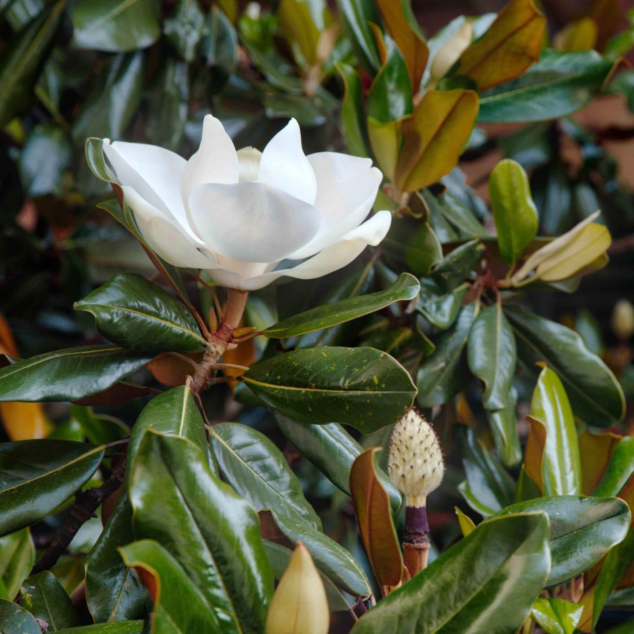 Magnolia grandiflora gallisoniensis "Little Gem" pianta in vaso ø34 cm h. 150/170 cm