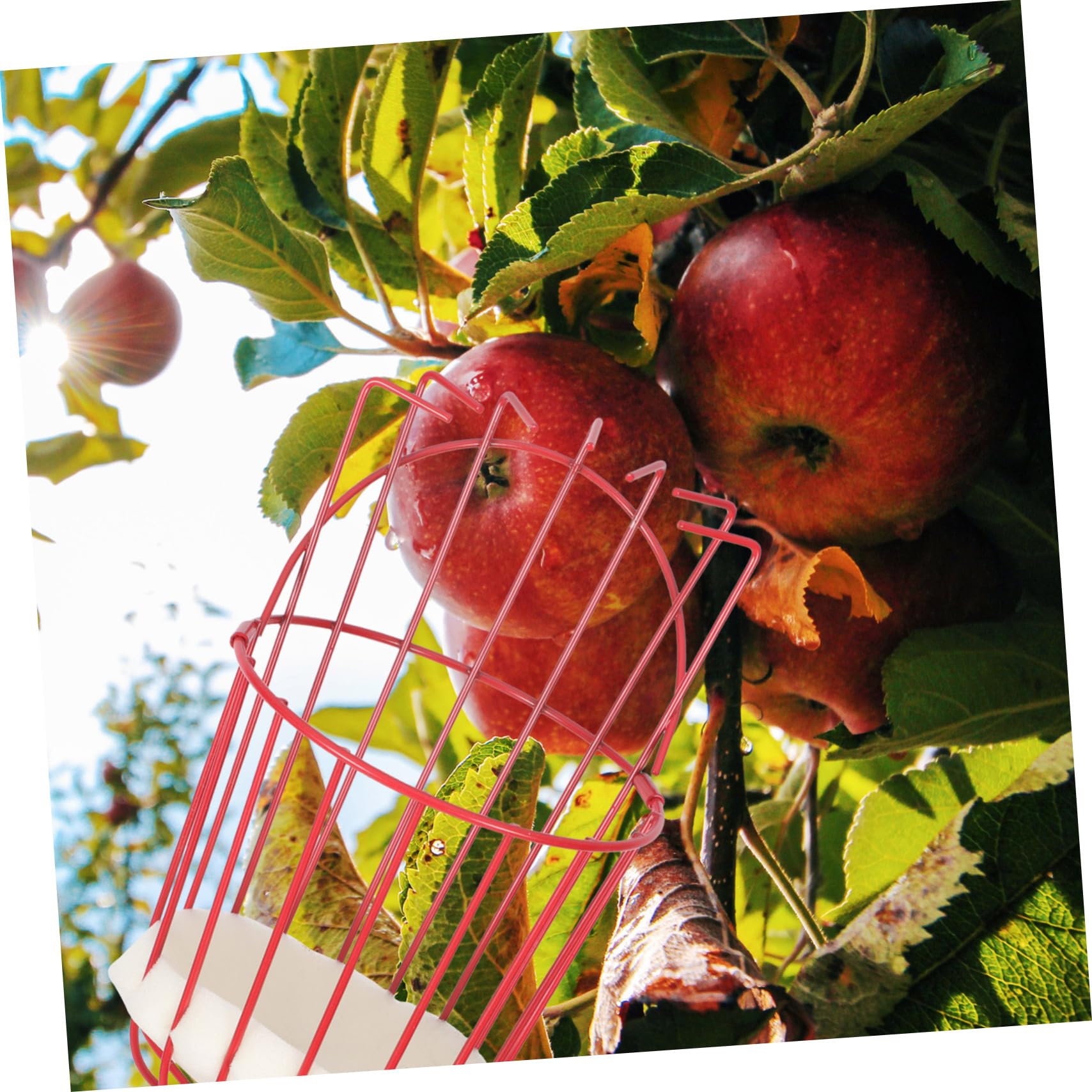 POPETPOP Raccoglifrutta Staccabile Attrezzo per Raccogliere la Frutta Asta in Acciaio Inox Dispositivo per Raccolta Frutta Attrezzo da Giardinaggio per Frutteto Parco Fattoria Giardino