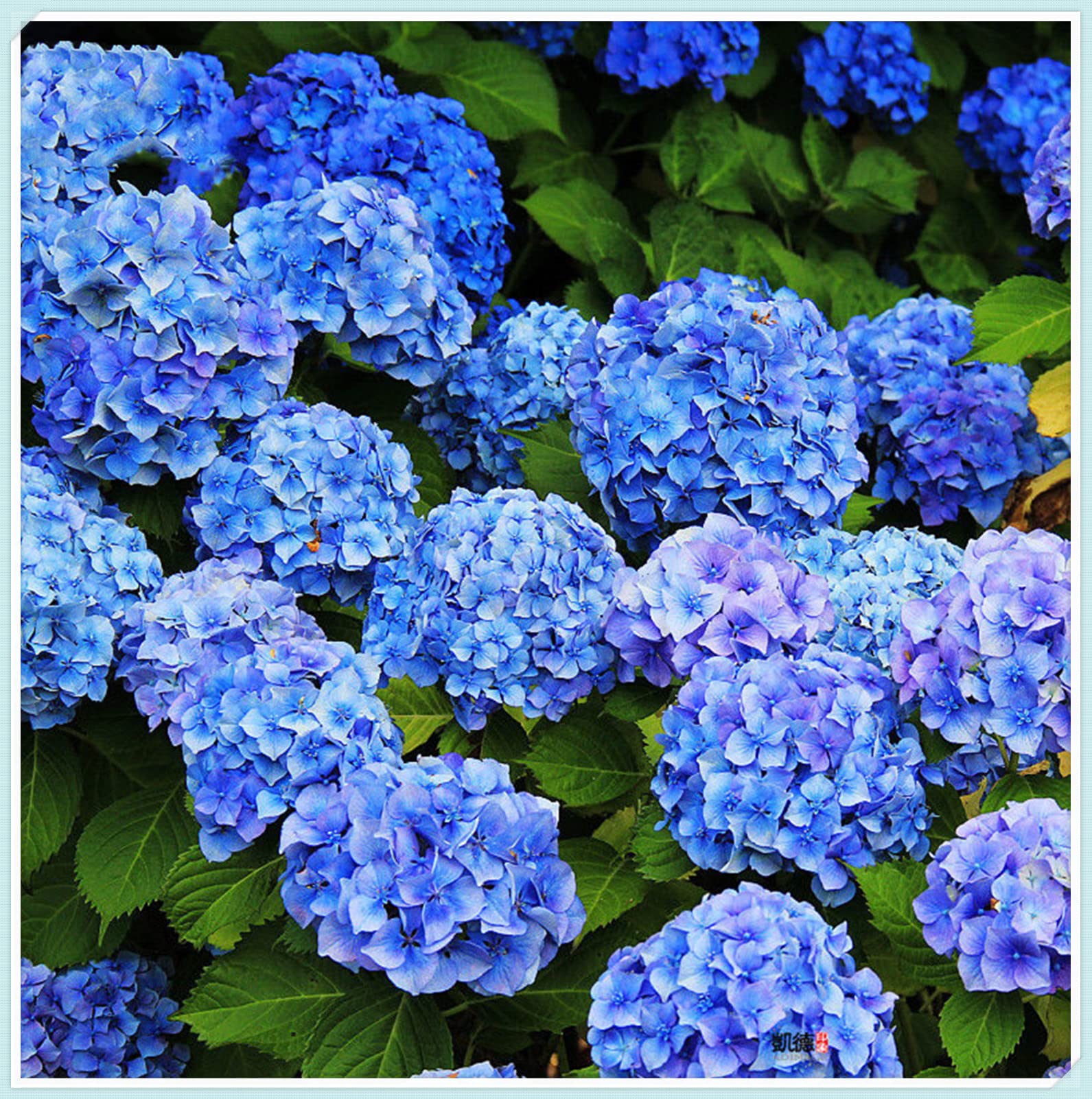 Raíces de Hortensia, Frescas, Resistentes, Robustas, Versátiles, Adaptables-4 rizoma