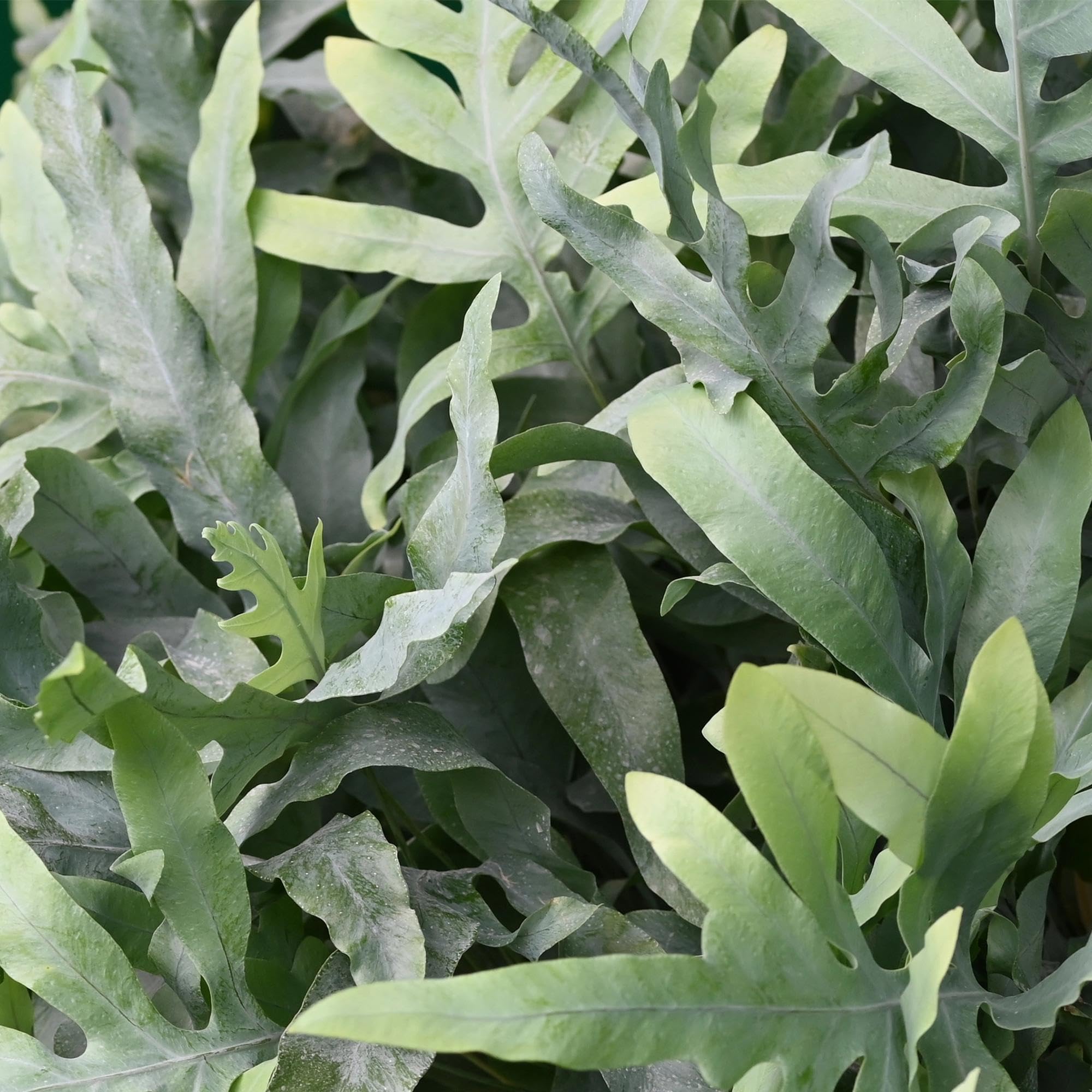 Green boutiQ - Plante d'intérieur - Phlebodium aureum Blue Star - Fougère Bleue - Amie des animaux - Bleu - 4 Plantes - Pot 12cm - Hauteur 25-30cm