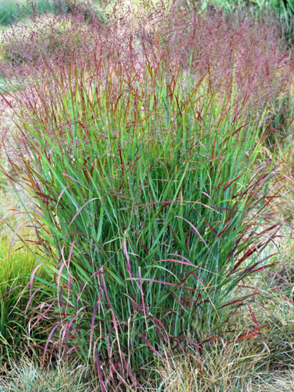 Shenandoah Red Switchgrass