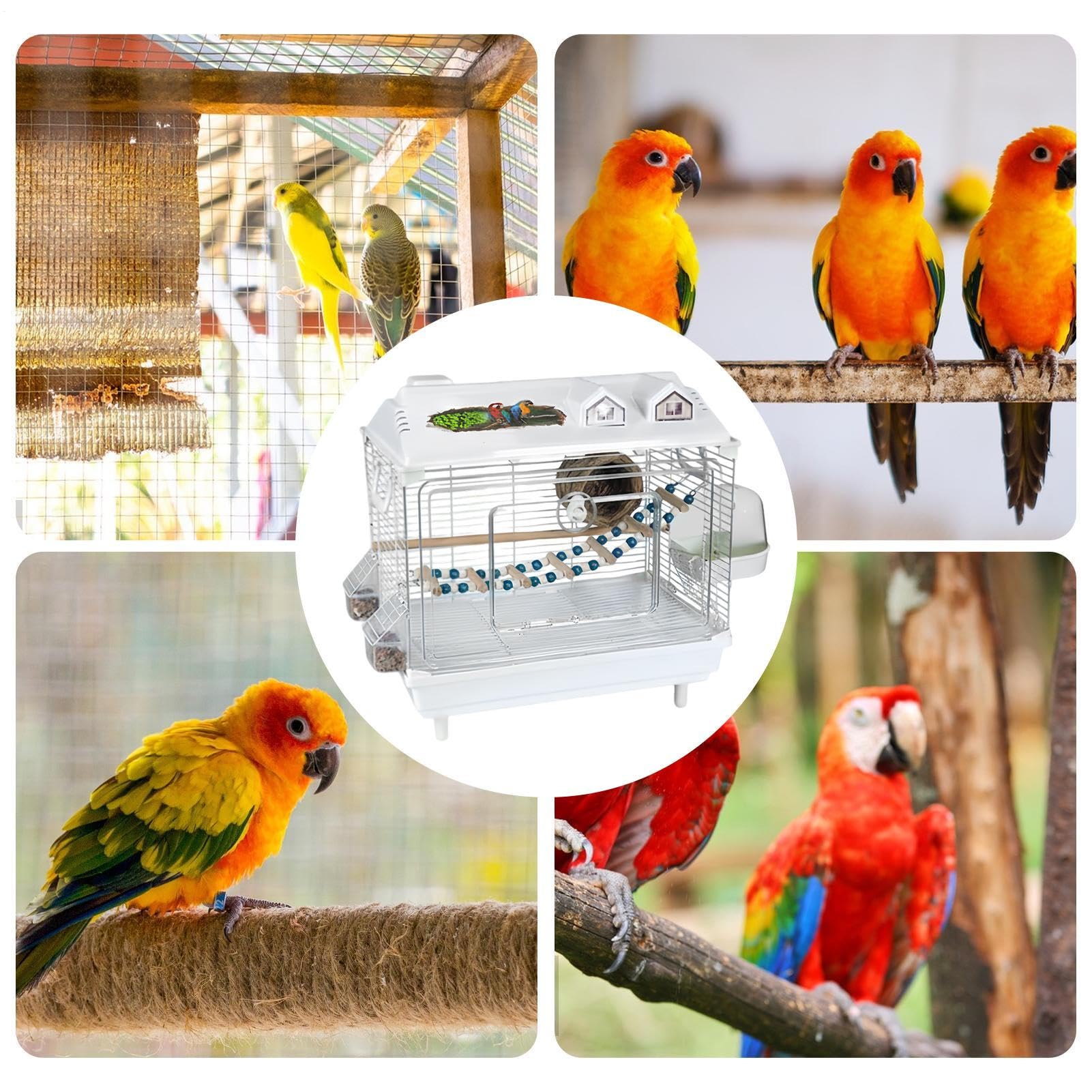 Jaula para Aves y Pájaros Hogar Portátil Transparente para Ninfas | Jaula para Canarios con de Madera para Agapornis Pinzones Cotorras Guacamayos Cacatúas en