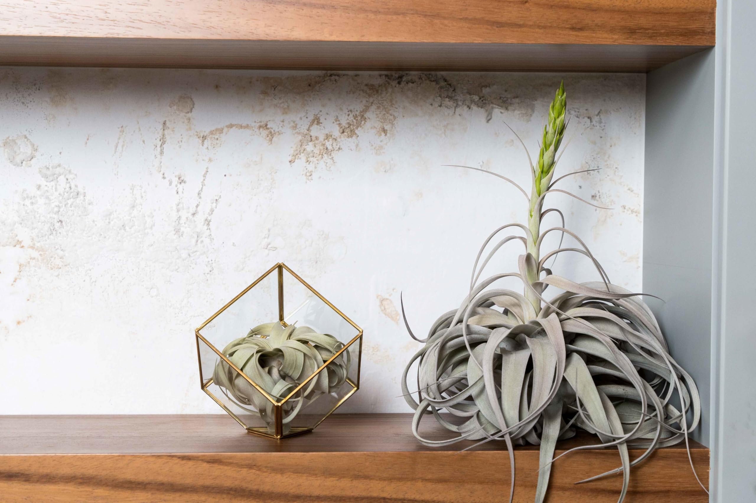 Amazon.com: Heptahedron Geometric Glass Terrarium - Air Plant Tillandsia Holder - Home and Garden Decor Plant Pot - Easy Care Indoor and Outdoor Plant Container : Patio, Lawn & Garden