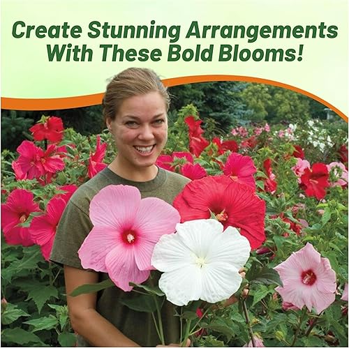 Miniatura 6 de Outsidepride Luna Mix - Semillas de hibisco - 20 semillas de flores perennes para plantar aptas para polinizadores, flores grandes y elegantes con