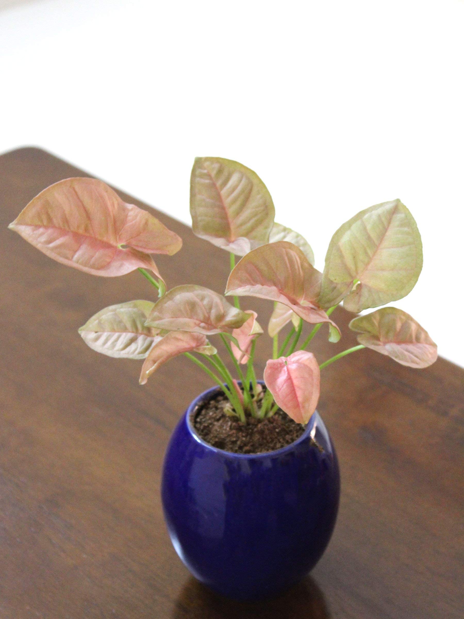 Blue Ceramic Plant Pot with Syngonium - Feng Shui Gift -3