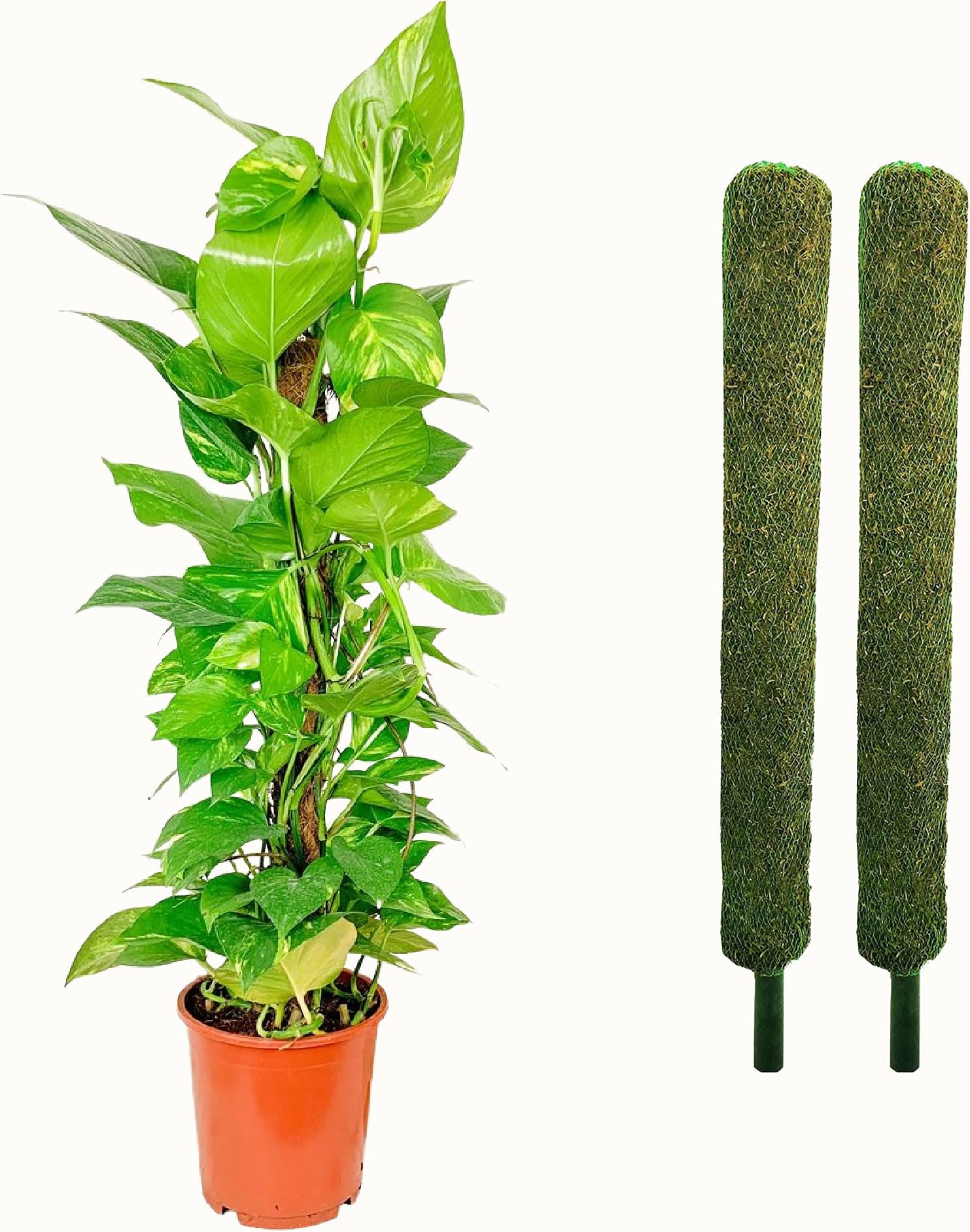 Leafy Tales Plant Support Moss Stick- Green Grass Pole for Plants Support, Support Stick for Money Plant, Climbing Indoor Plants(2 ft, Set of 2)