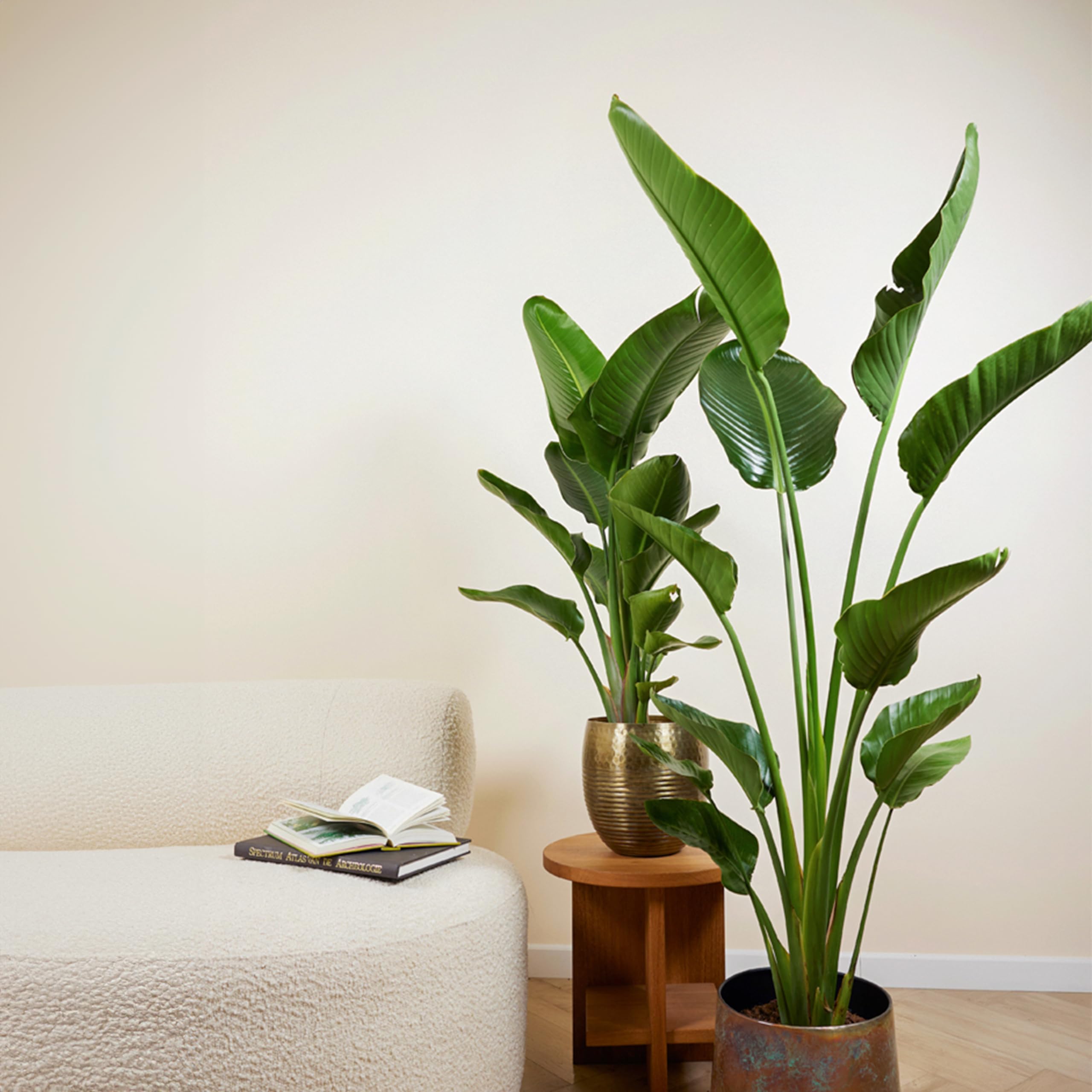 feigen zimmerpflanze Ficus carica main image 0