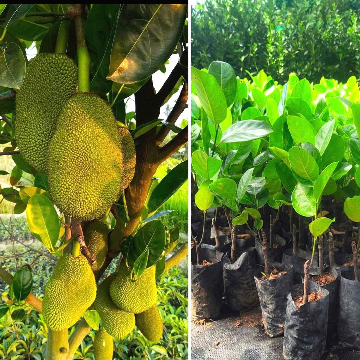 Green View® Cakka Jackfruit Plant | Grafted South Indian Kathal