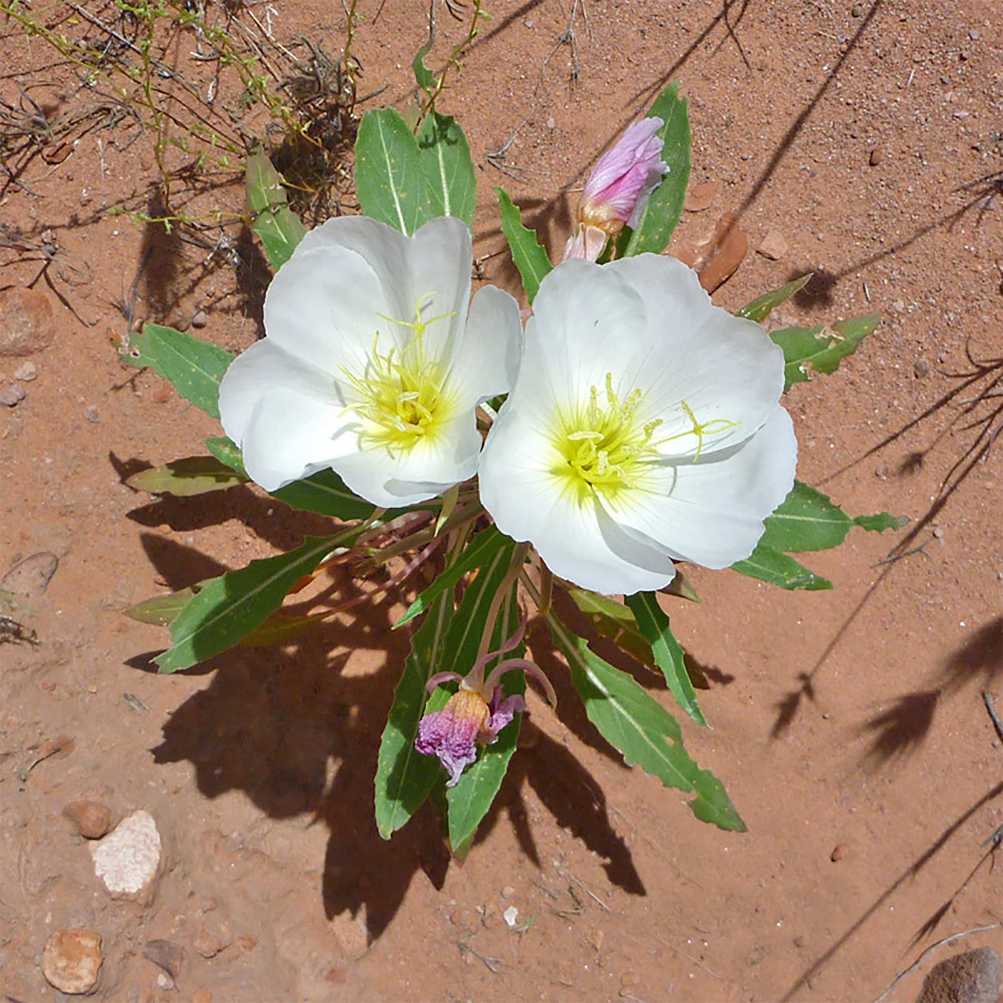 Amazon.com: QAUZUY GARDEN 250 白色月見草/Oenothera 雙年生/太陽杯