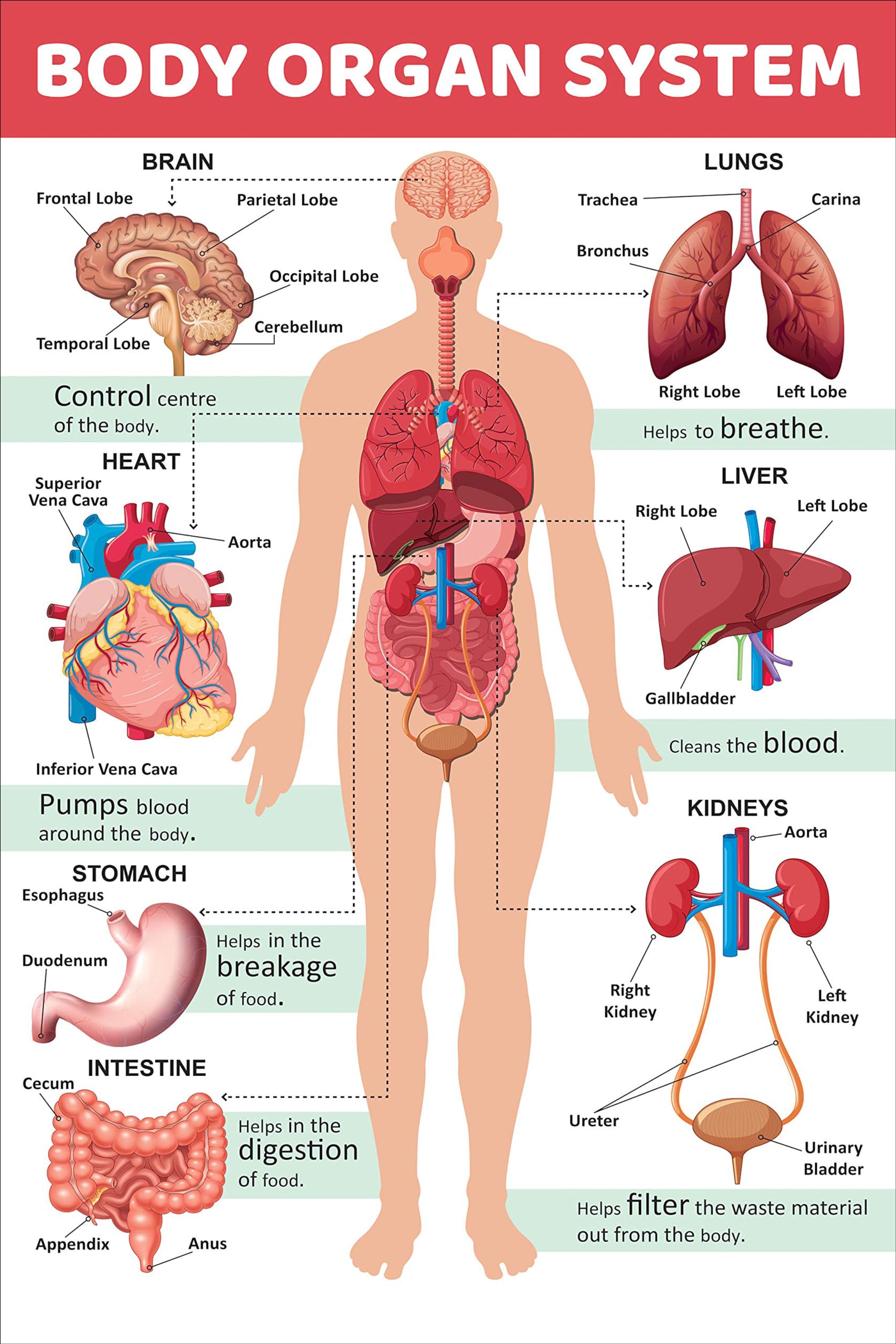Charts : Body Organ System Charts (Educational Charts for kids) 12x18 Inches