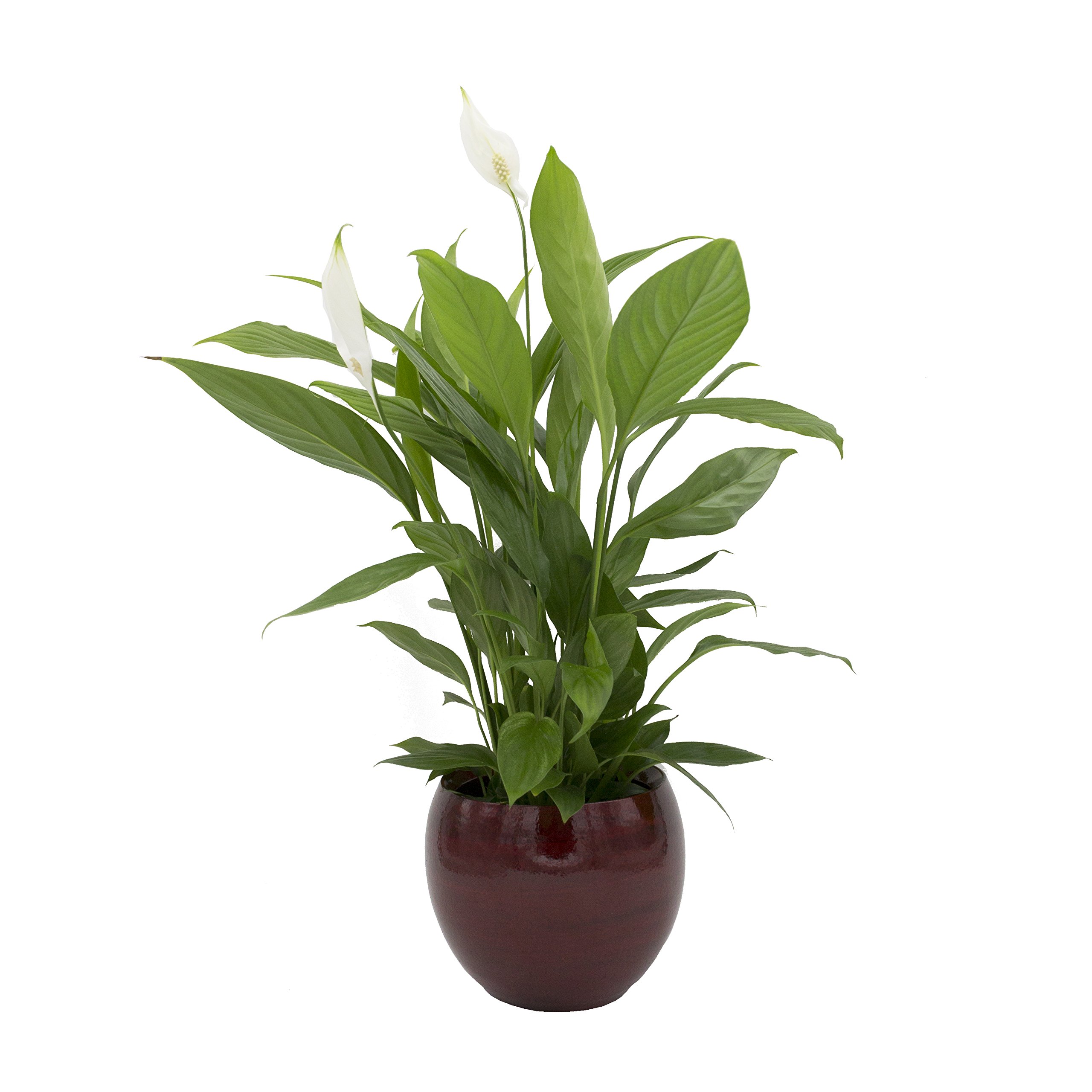 Dominik Blumen und Pflanzen, Spathiphyllum im Topf "Cresto Rot"  Zimmerpflanze, Grn, 40 x 20 x 20 cm : Amazon.de: Garten