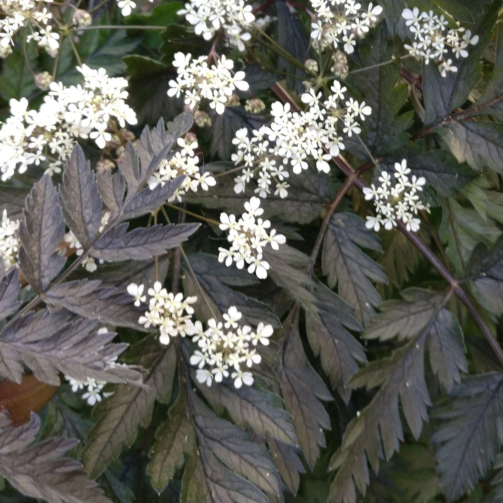Anthriscus Sylvestris 'Ravenswing' Seeds (Perennial Flower Seeds)