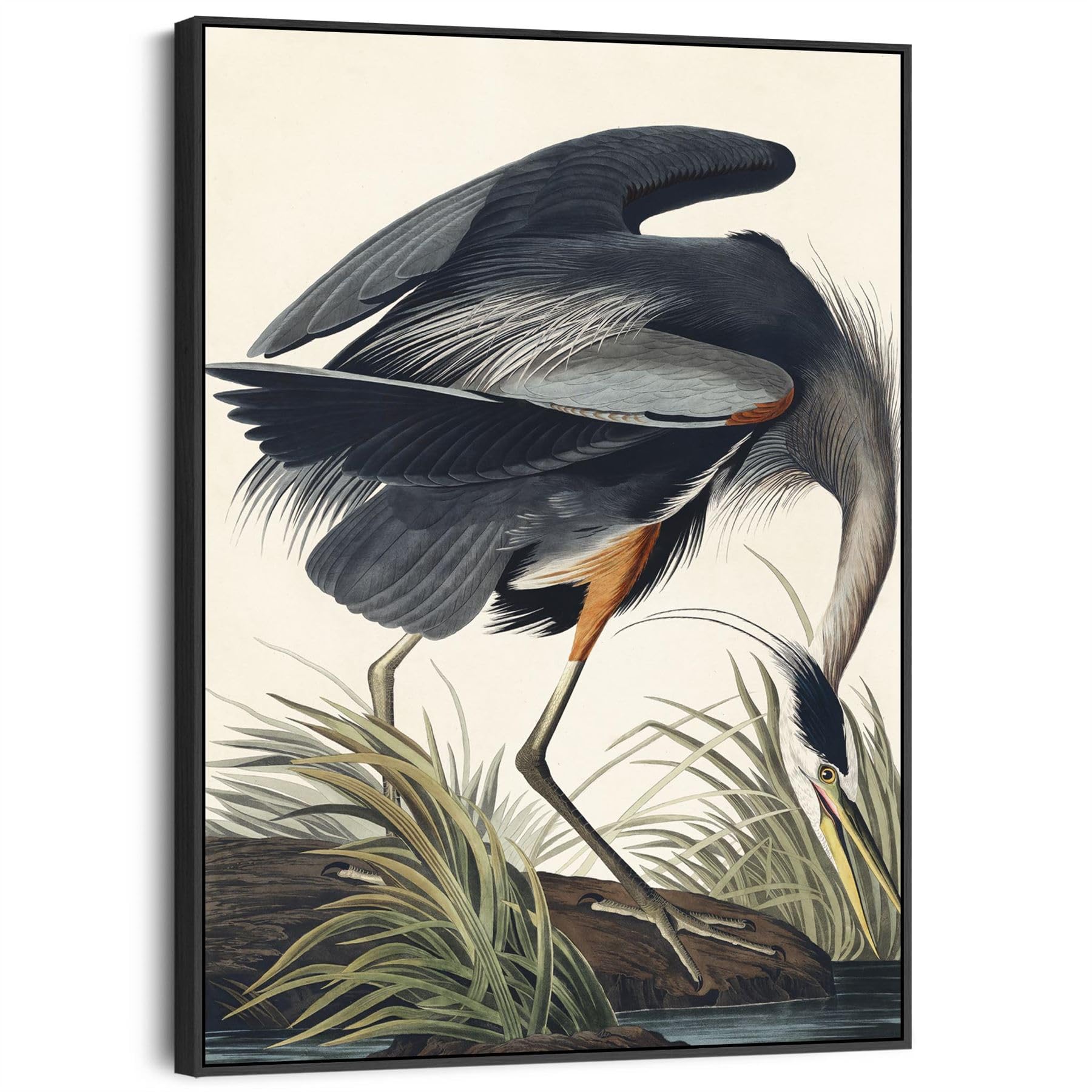 Wallfillers Blue Great Heron - John James Audubon - Birds Of America Print