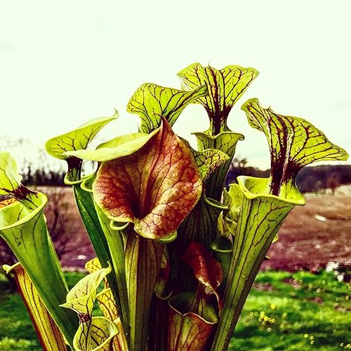 Planta de jarrón carnívora Sarracenia Flava forma de rizoma de raíz desnuda