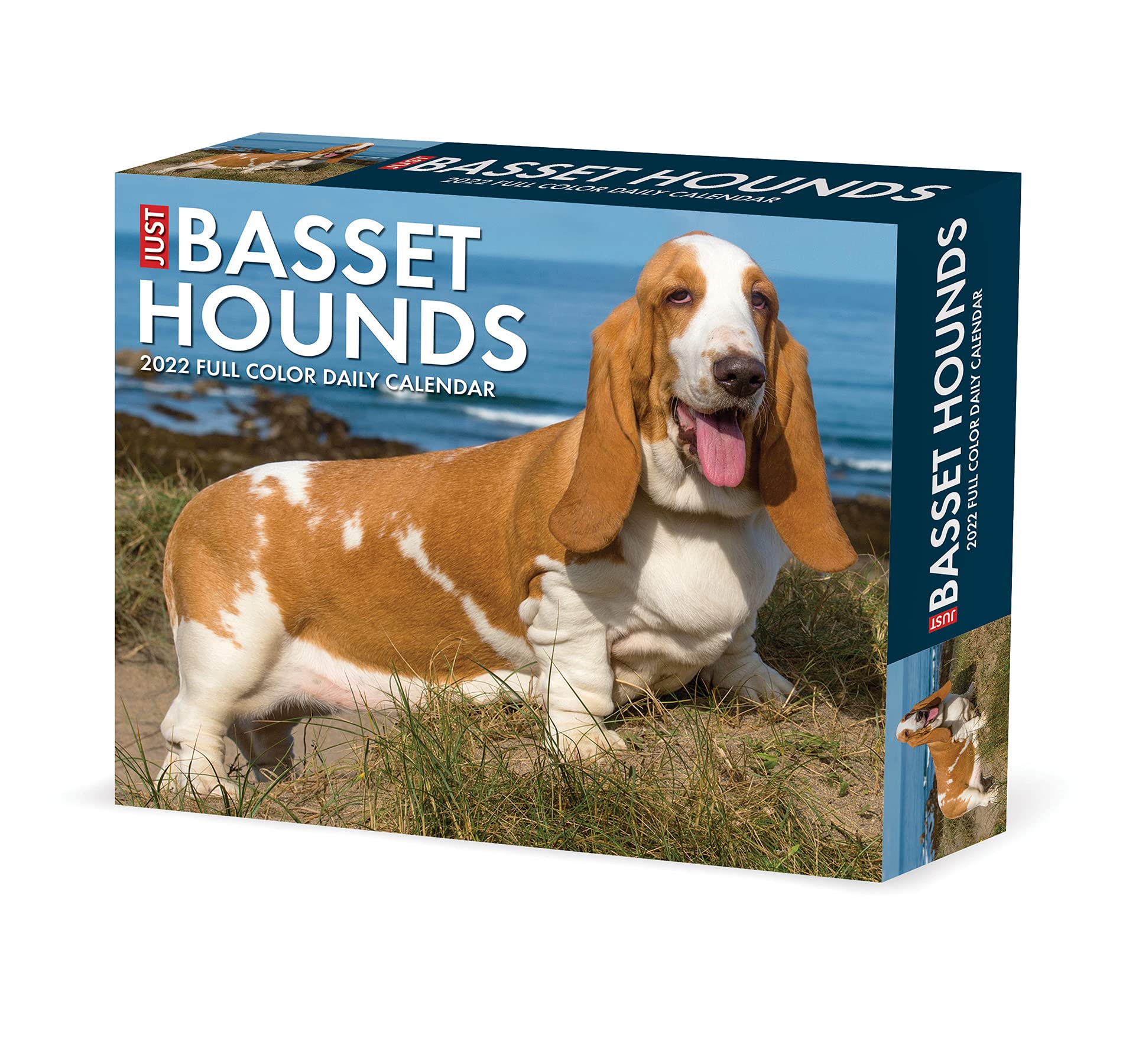 How To Basset Certified
