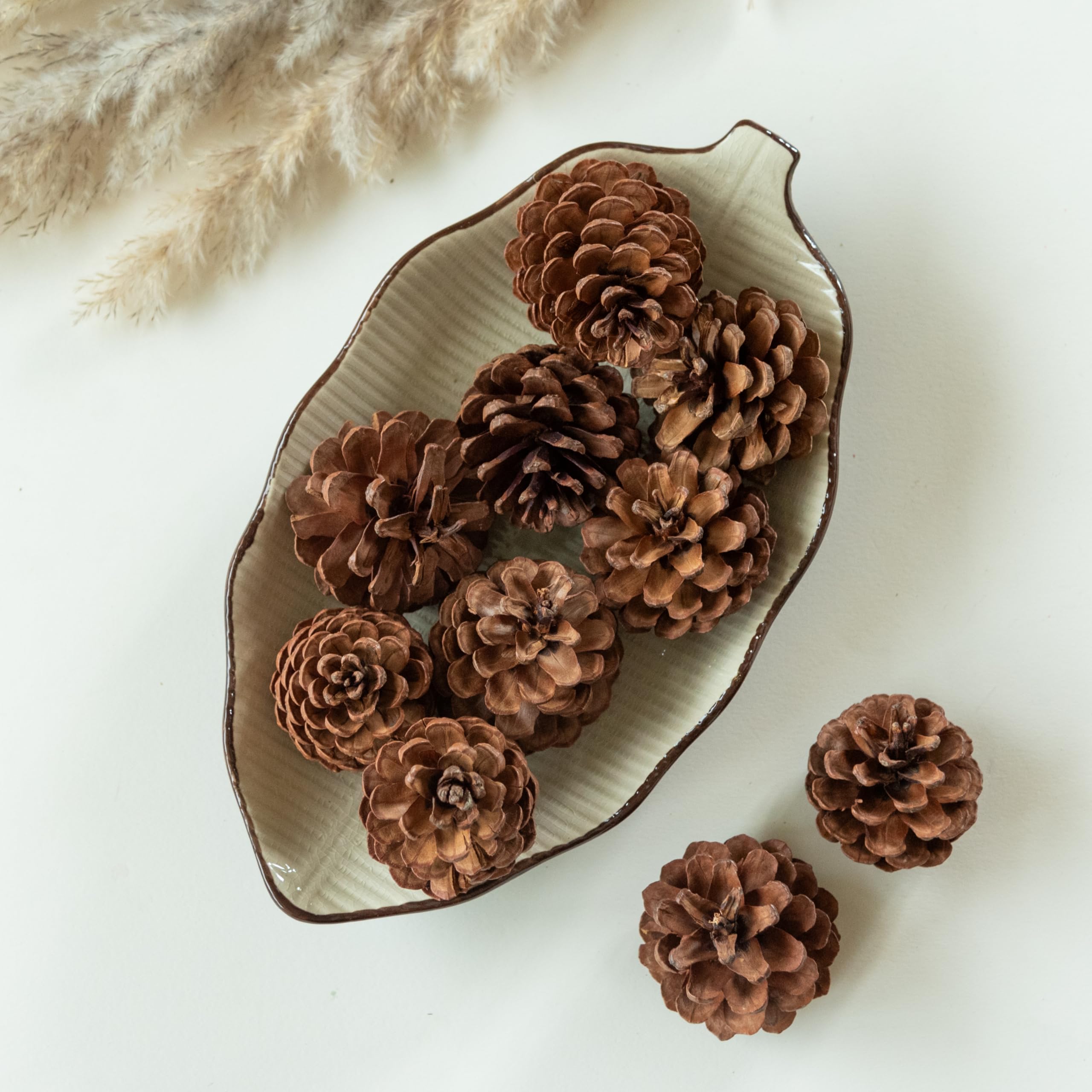 Pine Cones (Set of 10 pcs) | Natural Dried Flower | Eco-Friendly Flowers for Home, Office, Bedroom, Table Decoration and Craft Items Corner (Without Vase Pot)-image-47