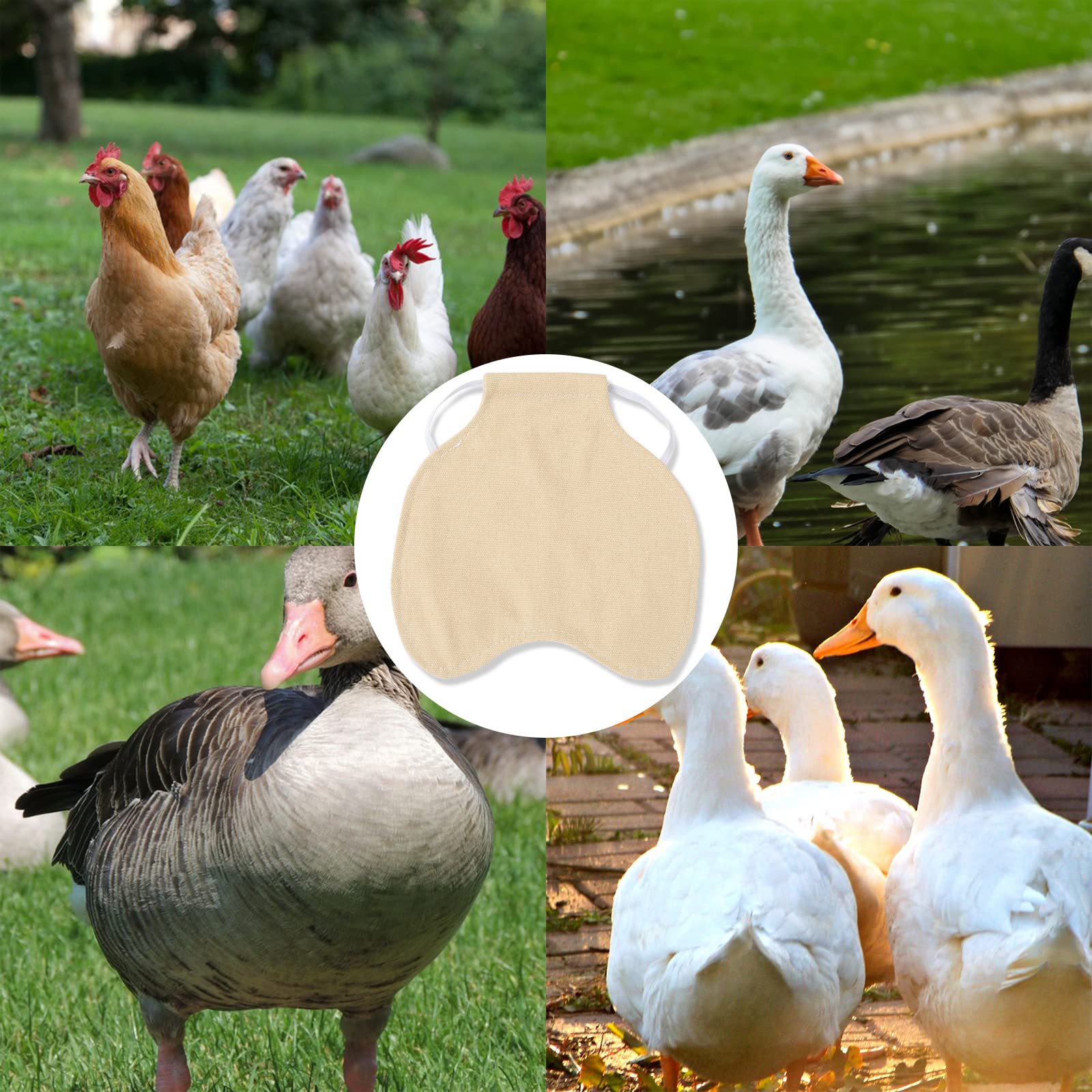 Grembiule Protettivo Per Galline - Sella In Cotone Per Evitare Beccate E Lesioni - Taglia Unica - Foto 11