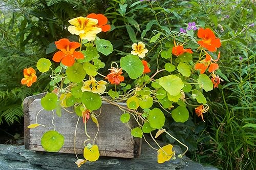 Miniatura 1 de Mezcla de nasturcia alta para plantar - Atractiva vid floreciente de colores mixtos - Fabricado en Estados Unidos, se envía desde Iowa. (100