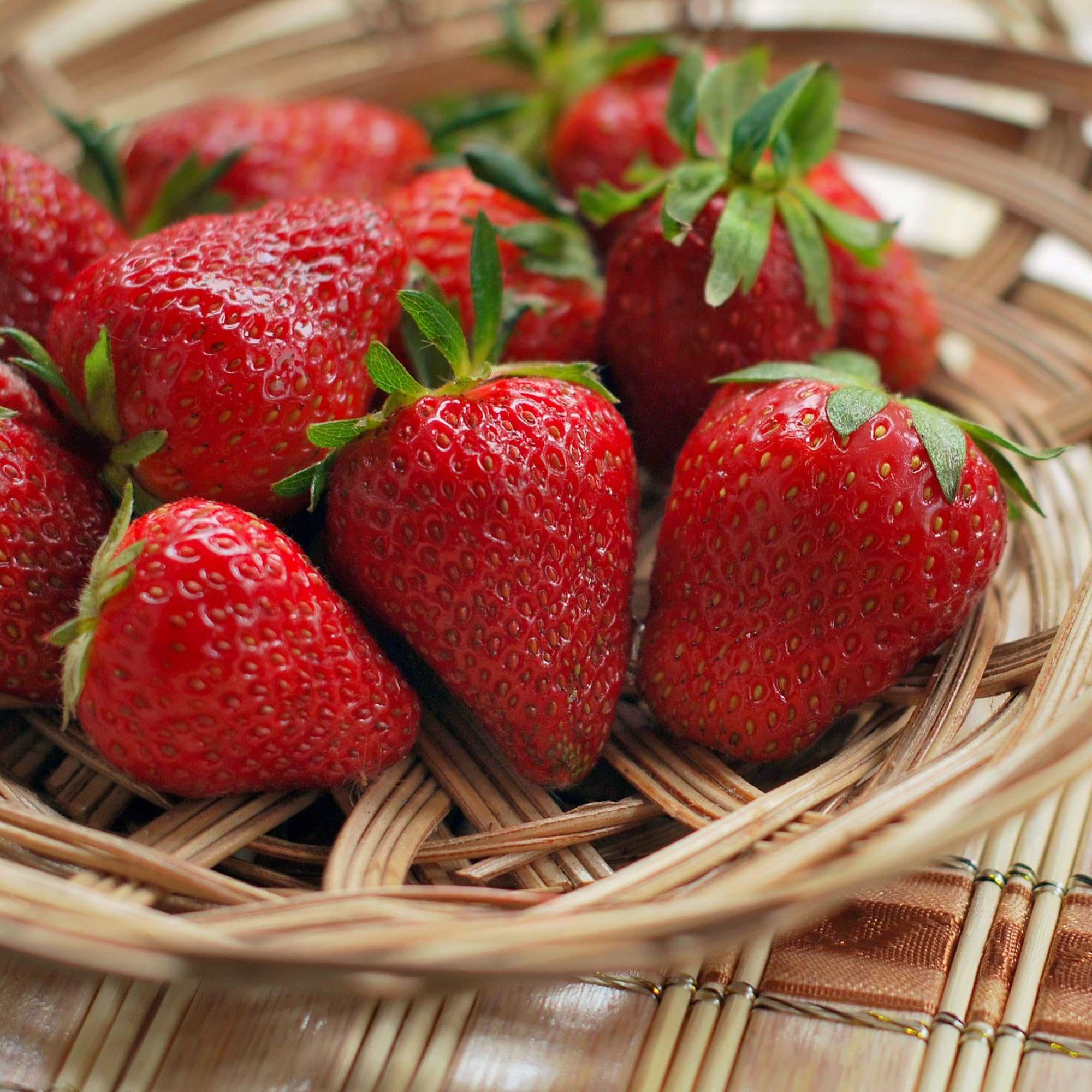 Annapolis June Bearing Bare Root Strawberry Plants