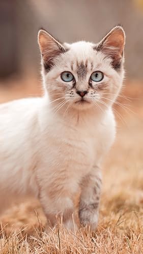 Cat Lock screens