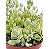 Product Photo 2