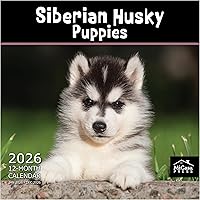 Vista 50 de MICASA PRESS Corgi Butts - Calendario de pared 2026 de 12 meses 12 x 24 pulgadas abierto Papel grueso y resistente Regalo de vacaciones