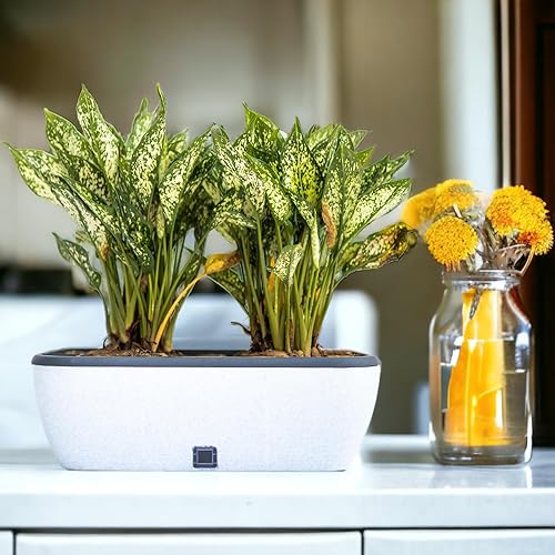 Miniatura 2 de Decorlives Juego de 2 macetas grandes con forma rectangular para interiores y exteriores, jardín, jardín, maceta rectangular grande con material UV