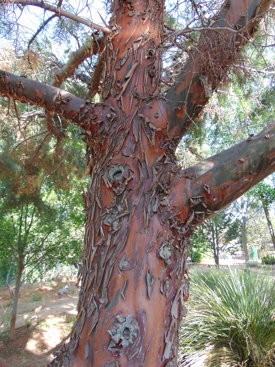 Amazon.co.jp: アリゾナイトスギ＜糸杉＞ 種子50粒 Arizona cypress 50