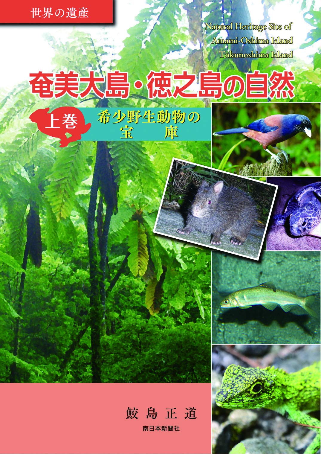 湯布院アンティーク 希少トウカムリカイ 310ｍｍ超特大標本 奄美大島産 カメオ 奄美大島産 夜光貝 貝殻 9個まとめ売り