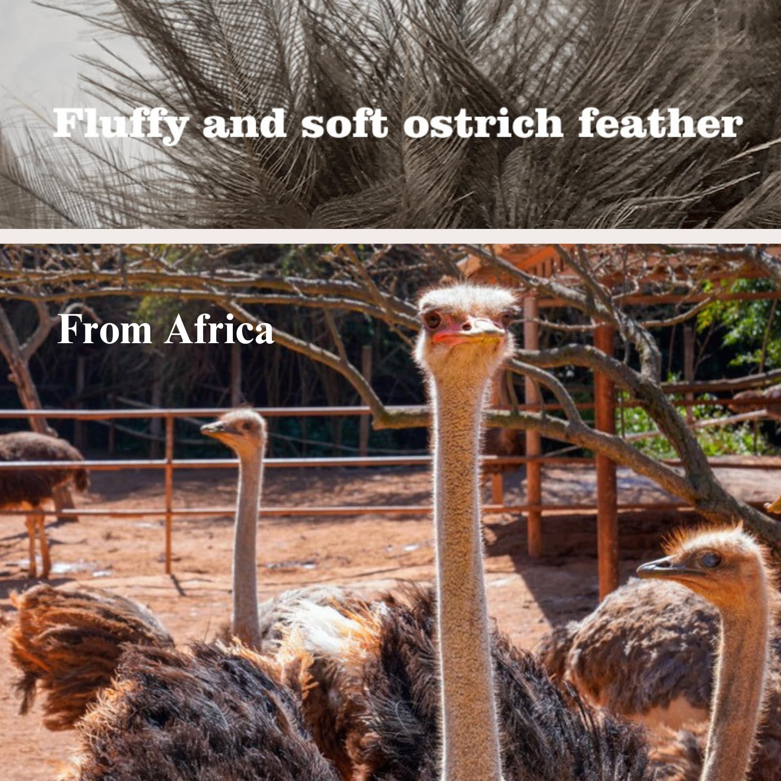 Urnat Genuine Ostrich Feather Cat Teaser Wand, Fluffy Natural Interactive Toys for Indoor Kittens to Chase Exercise Play (Natural,Small (15.7in))