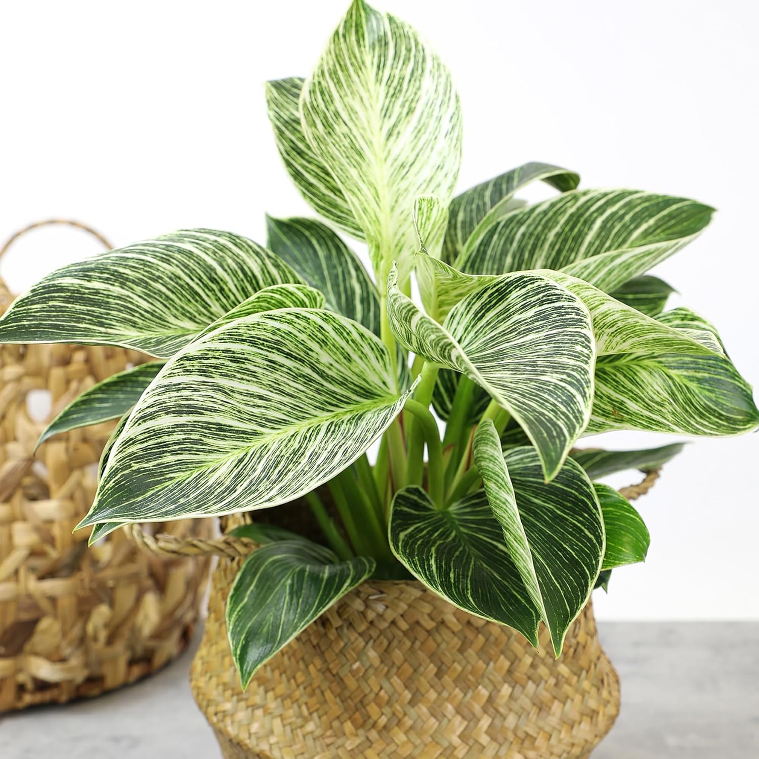 Variegated Philodendron Birkin Houseplant, Powerful Air Purifying Plant, Easy to Grow, Upright Philodendrons, Popular Live Indoor Plants, 6 in. Grower Pot, Unique Houseplants for Beginners
