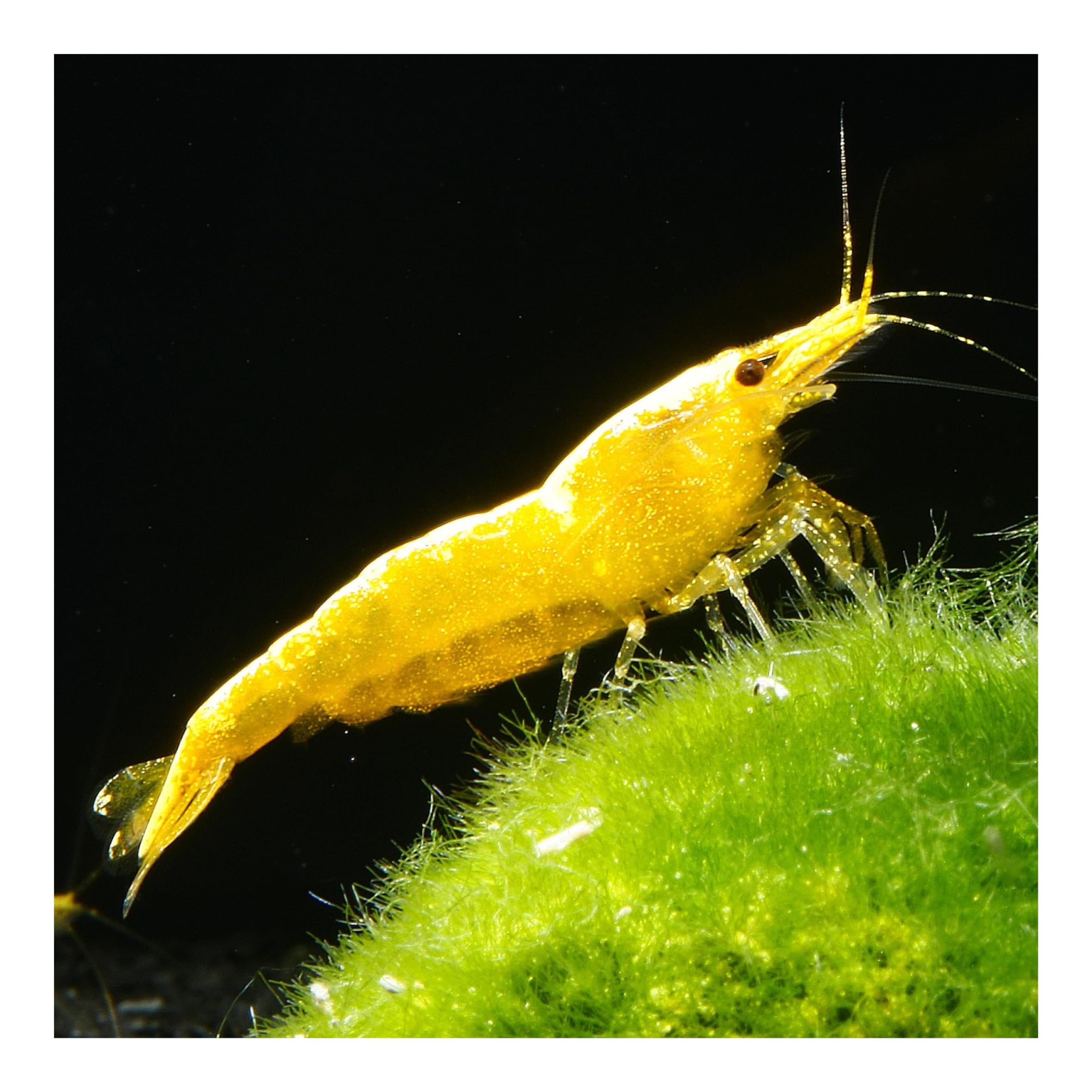10 x Yellow Golden Top Zwerggarnele, Neocaridina davidi, Yellow Neon Rückenstrich Garnele, für Einsteiger, leicht zu pflegen und zu züchten