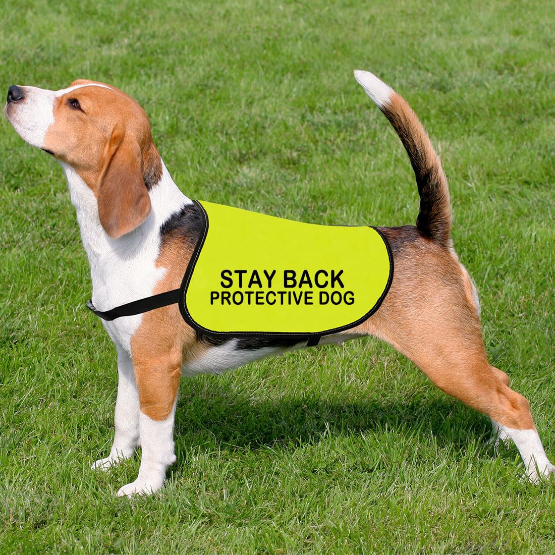 Rescue Dogs „Stay Back“ Hundeweste – Schützende Warnweste Für ängstliche Hunde (Größe M & L)