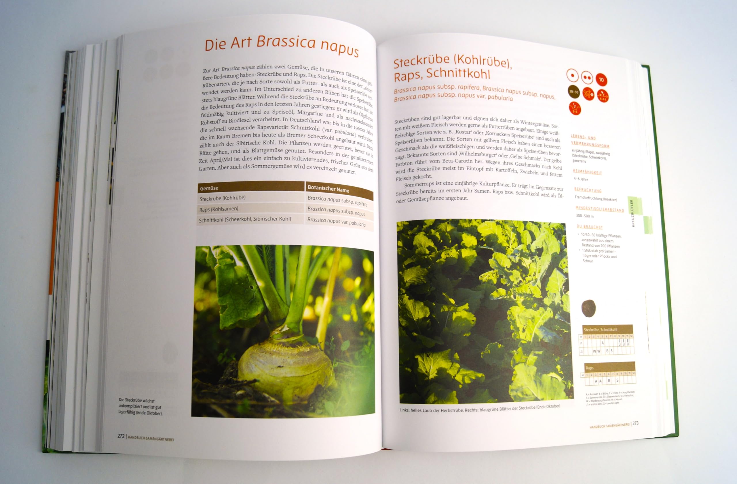 Handbuch Samengärtnerei: Sorten erhalten. Vielfalt vermehren. Gemüse genießen. Pflanzensamen selber ernten, Saatgut vermehren, heimische Nutzpflanzen fördern und alte Sorten bewahren.