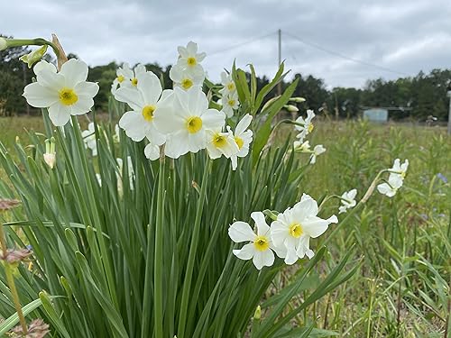 Miniatura 2 de Mantequilla y huevos de narciso10 bulbos de narciso frescos saludables que producen flores amarillas dobles tradicionales en marzo por The Southern